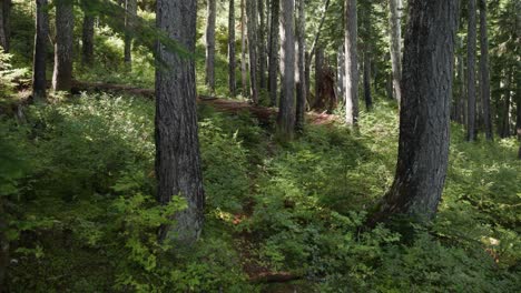 慢慢地推入一條亞高山森林步道的拍攝