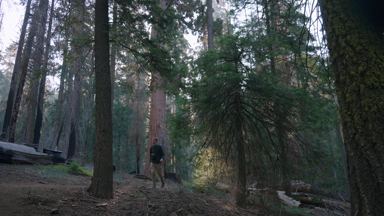 Un escursionista con uno zaino percorre un sentiero nel bosco, rimpicciolito da sequoie giganti al tramonto.