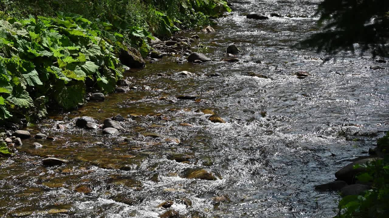 Clear stream flowing through lush green forest