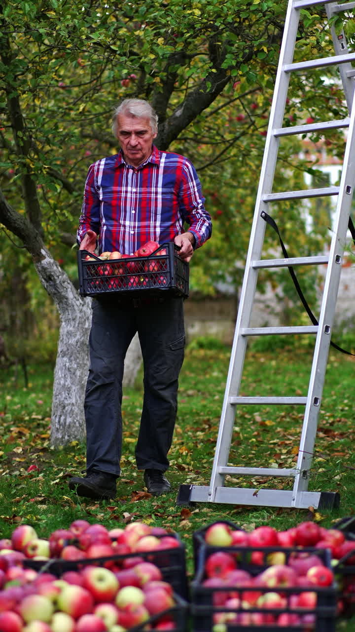 Old man piles boxes filled with apples in one place on the ground. Harvest of fresh organic fruit picked in the rural garden. Vertical video