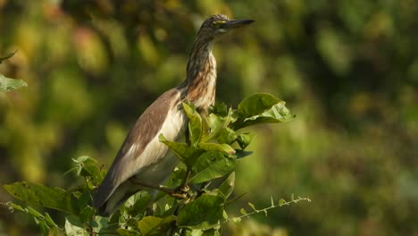 Garza-De-Estanque-Indio-En-El-área-Del-Estanque