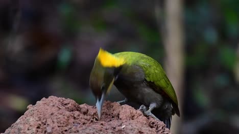 una filmación de cerca de una nuca amarilla mayor, chrysophlegma flavinucha, sondeando y comiendo gusanos de un montículo de tierra en un bosque húmedo tropical de tierras bajas en tailandia
