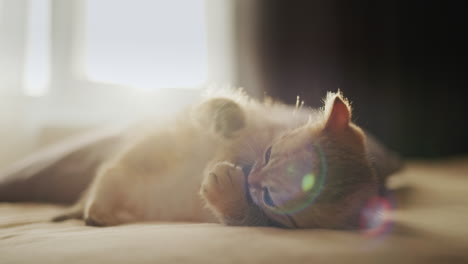 little ginger kitten plays with a plush mouse by the window