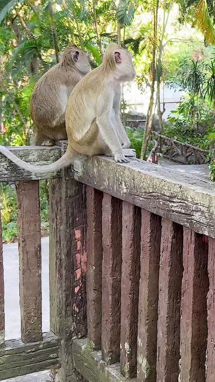 동물원에서 울타리에 앉아 있는 원이