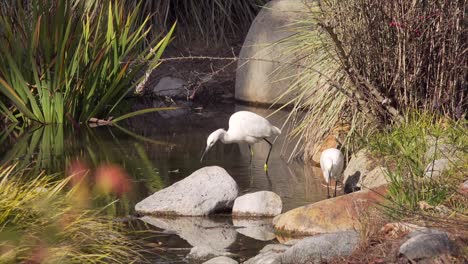 Two-Snowy-Egrets-hunt-for-food-in-shallow-stream-bed