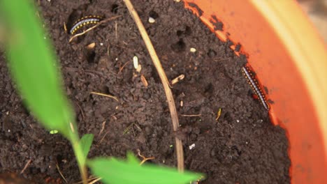 gusanos o ciempiés en la tierra de una olla