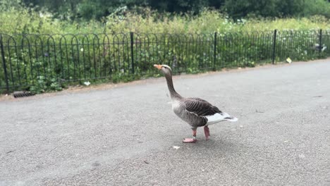 wild duck strolling alone in park