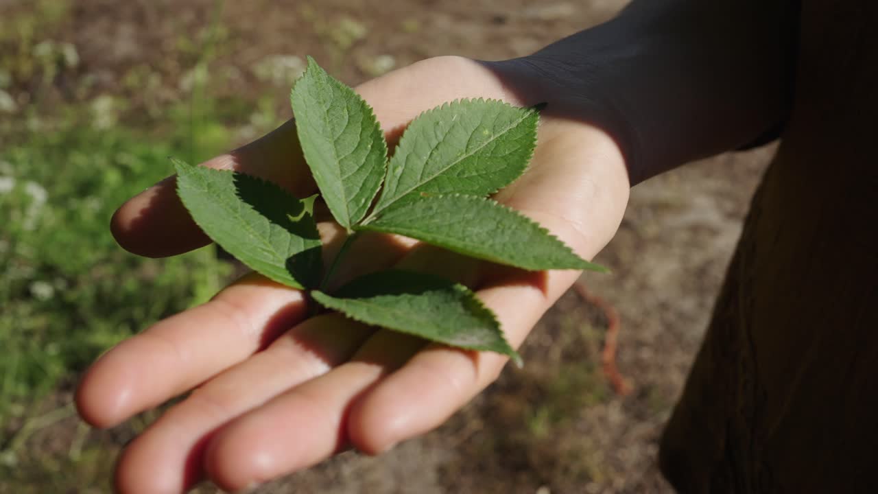 Green Sambucus Leaves On Hand Palm With Sunlight