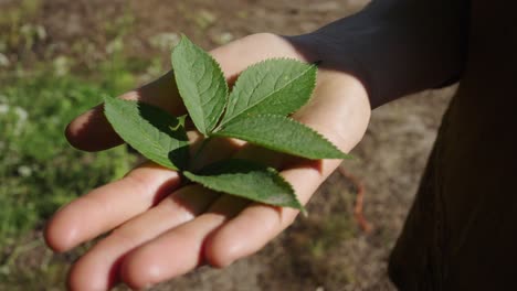 green sambucus leaves on hand palm with sunlight