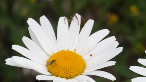 a spider is hanging on a daisy flower while a mosquito is sucking nectar out of the yellow part of the flower