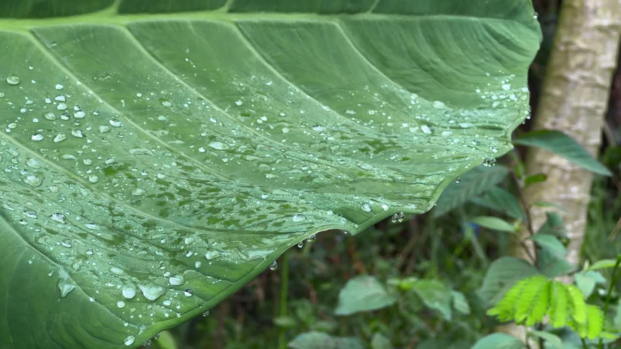 Large green leaf with sparkling water droplets after rain. The fresh foliage and natural background make this a perfect nature-themed clip