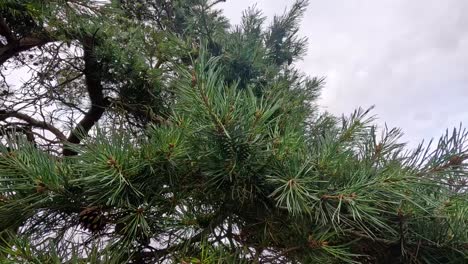 ramas de pino escocés balanceándose en el viento