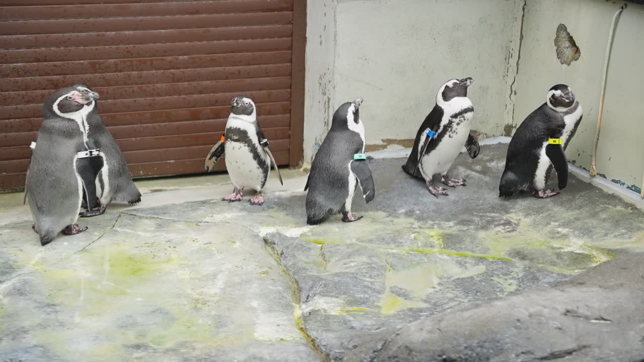 Group of penguins standing on edge of pool in zoo exhibit area