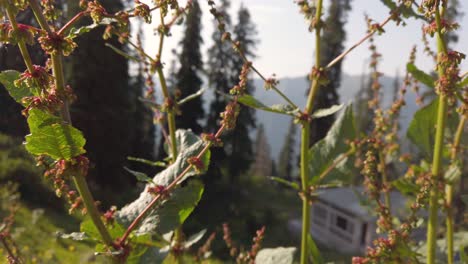 Primer-Plano-De-Las-Flores-En-Cachemira