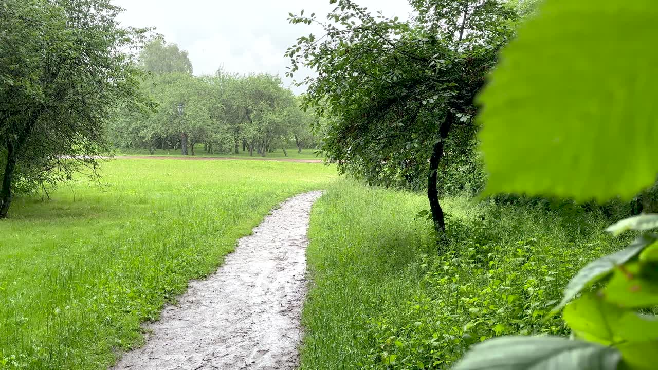 Heavy rain in the park (4K60)