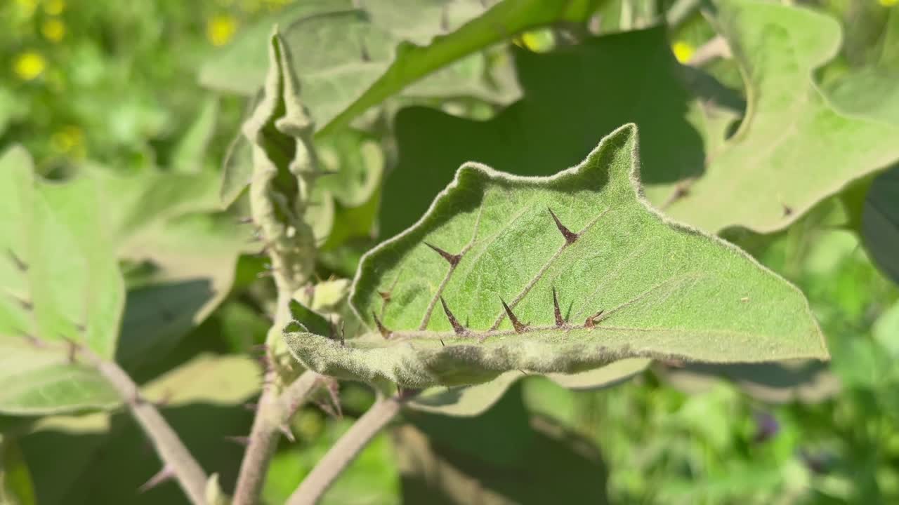 thorny leaves of eggplant or brinjal, also known as aubergine or baigan