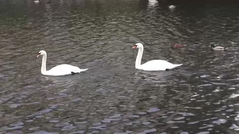 2 swans swimming followed by a duck 9 secs 50 fps hd 00339