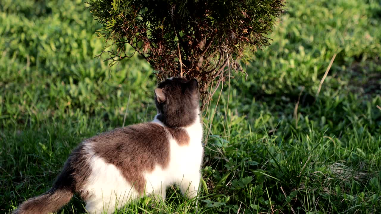 il gatto sul prato annusa l'erba.