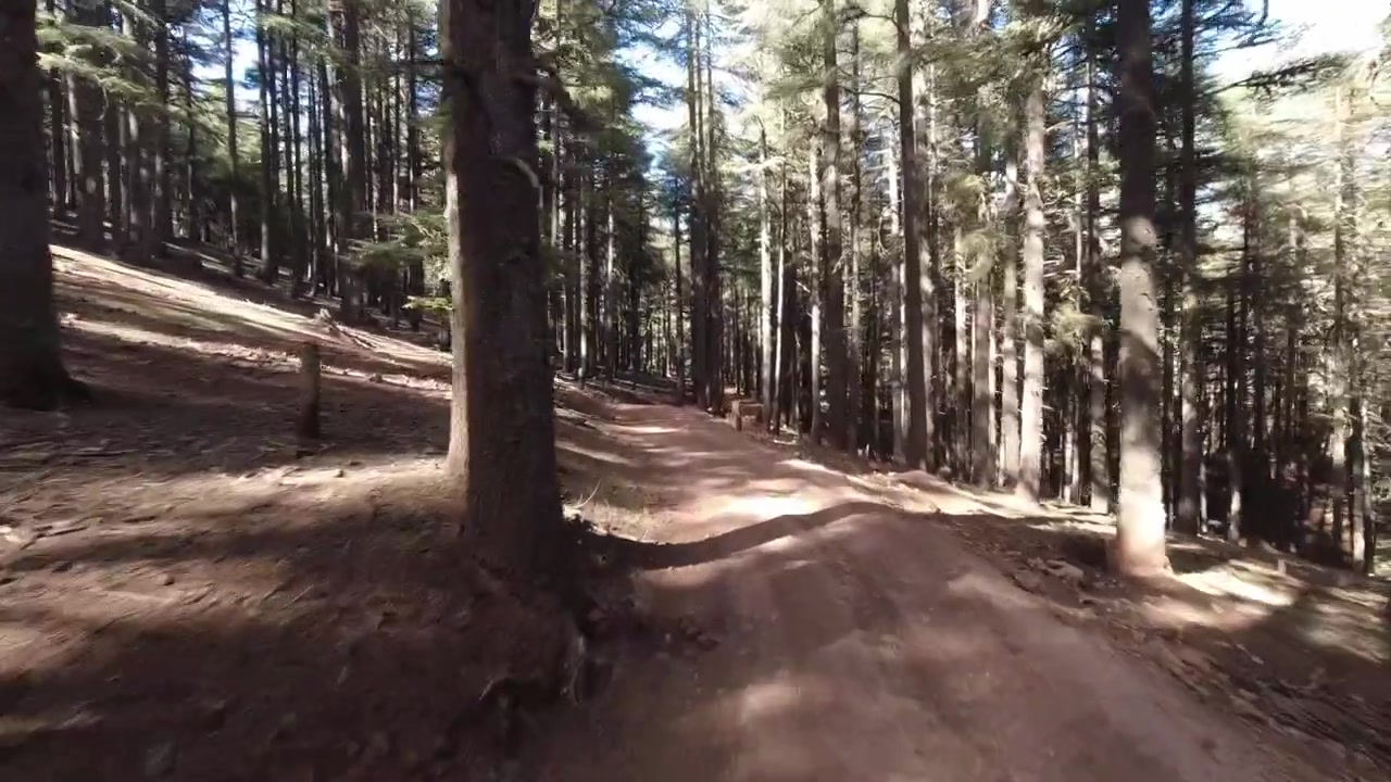 Riding along a trail in the forest. Motorcycle point of view.