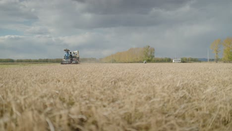 Cosecha-De-Arroz-Mecanizada-En-Un-Enorme-Campo-De-Arroz-Bajo-La-Hermosa-Luz-Del-Sol