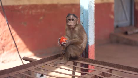 Un-Mono-Iluminado-Comiendo-Solo-India-Mumbai-Matheran