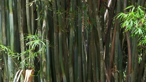 tiro medio de plantas de bambú gruesas con follaje denso