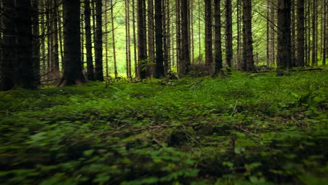 view of the forest in norway. beautiful nature of norway. the camera moves from the first person through the thicket of a pine forest.