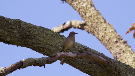 Northern-mockingbird-on-a-large-branch