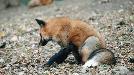 Japanischer-Rotfuchs,-Der-Seinen-Körper-Kratzt,-Während-Er-Auf-Trockenen-Gefallenen-Blättern-Im-Zao-Fuchsdorf-In-Miyagi,-Japan,-Sitzt