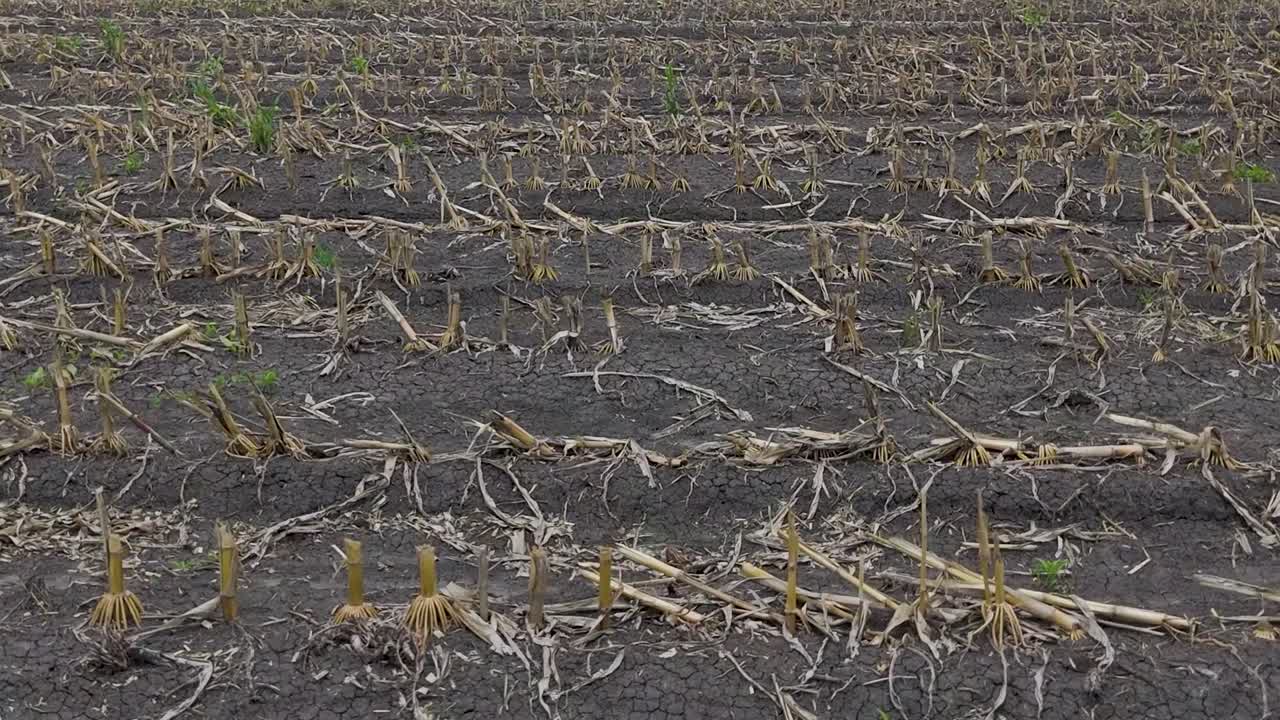 Detailed view of corn stubble and soil after harvest, showcasing the texture and remnants of the crop.