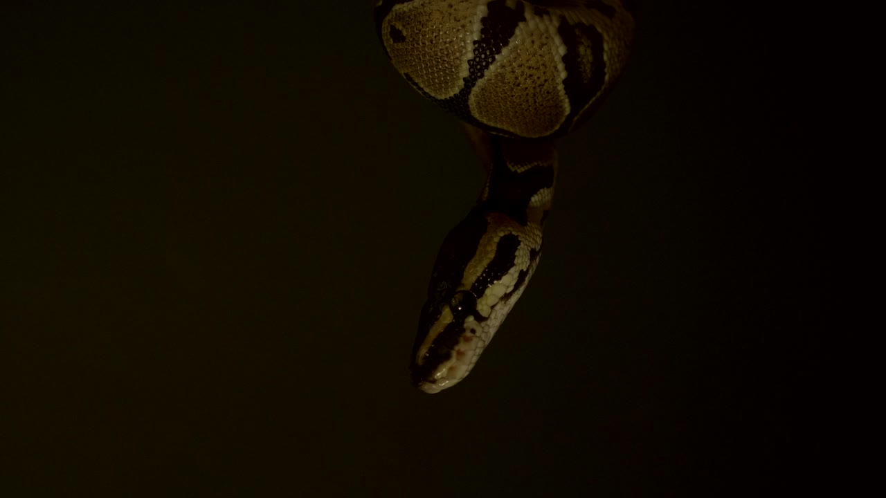 bebé phyton moviéndose alrededor de las manos