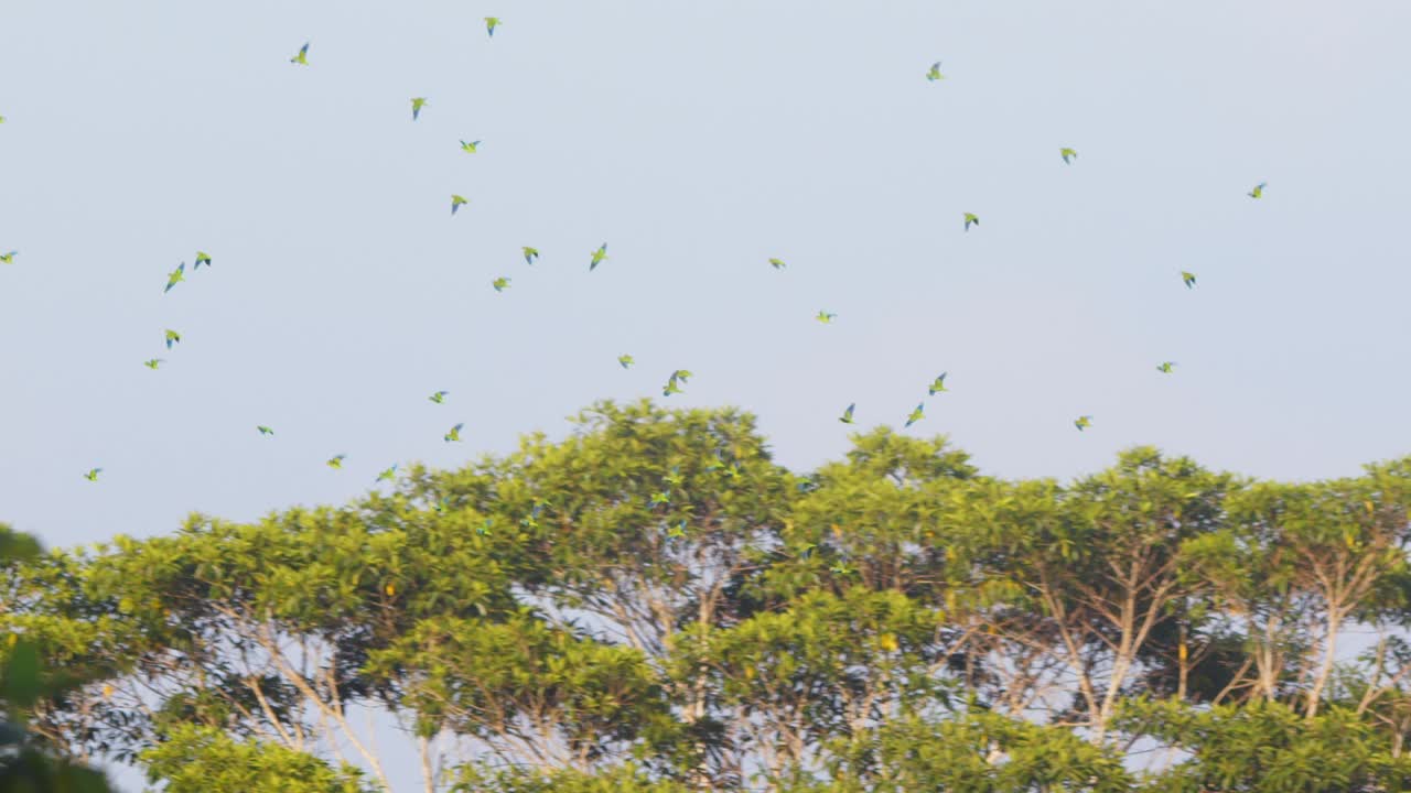 Cloud of blue winged Parrots flies overhead, soaring above the Peru Amazon’s dense canopy.