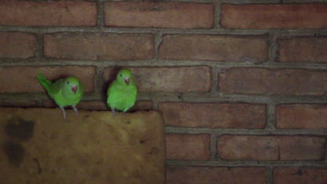 un par de loros de frente turquesa dentro de una casa