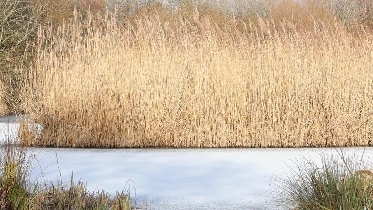 얼어붙은 호수에서 자라는 흔한 갈대, 즉 Phragmites australis 군락. 겨울. 잉글랜드. 영국.