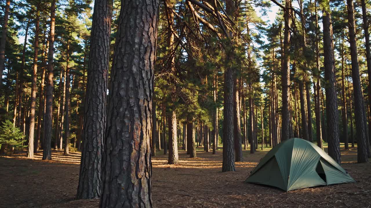 Camping in a Pine Forest