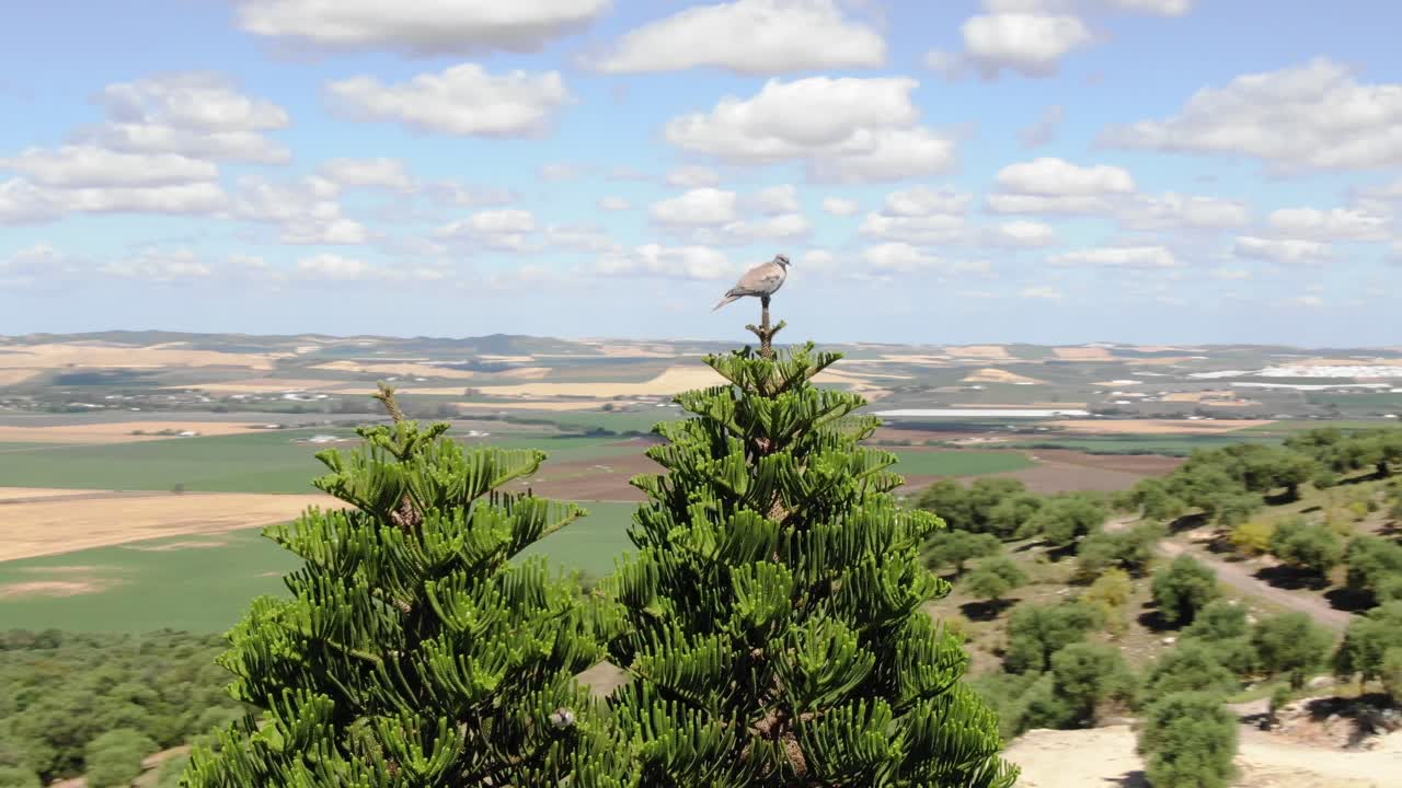 스페인 안달루시아 풍경을 배경으로 푸른 나무 위에 자리 잡은 비둘기 주위를 날아다니는 드론