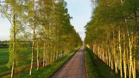 small rural road surrounded by beautiful alley of birch trees, aerial view