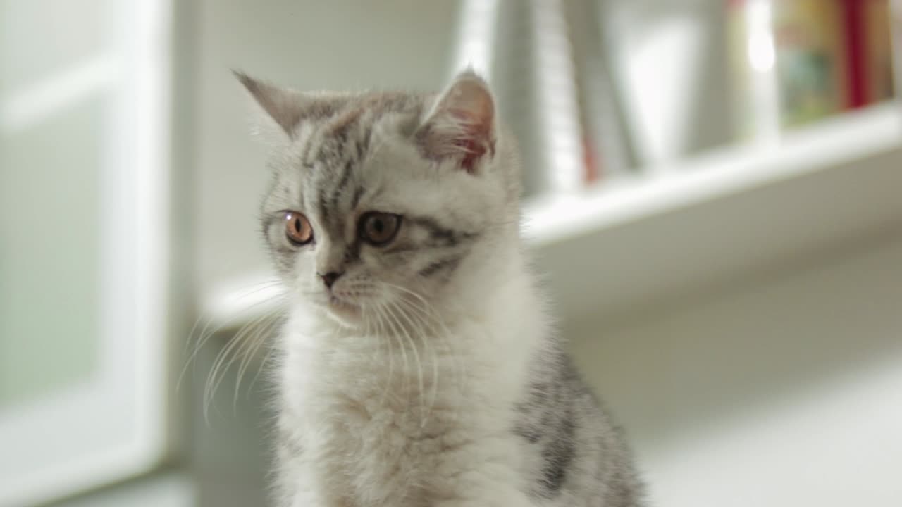 Cute little white kitten looking at camera, interior