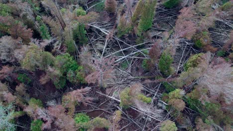 drone footage showing fallen timber from a hurricane in dense forest in florida