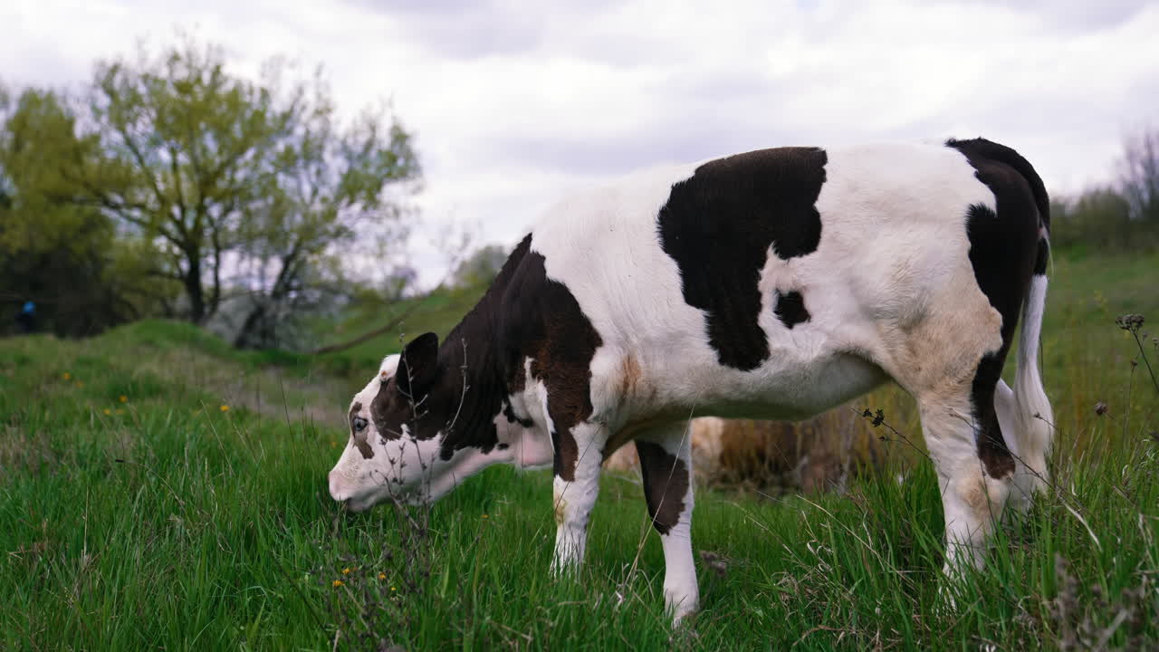White and black calf eating grass on pasture. Amazing small cow grazing on the beautiful green meadow.