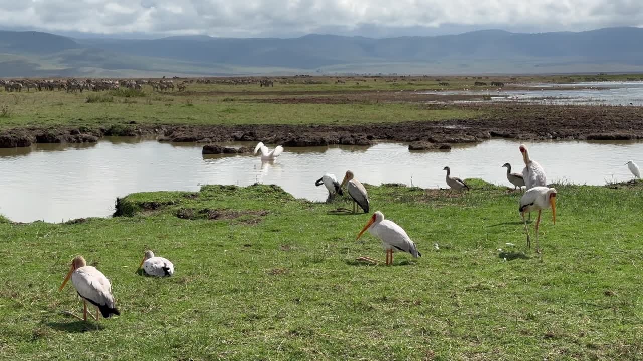 Yellow-Billed Storks on the shores of Lake Magadi in Ngorongoro Crater in Tanzania.