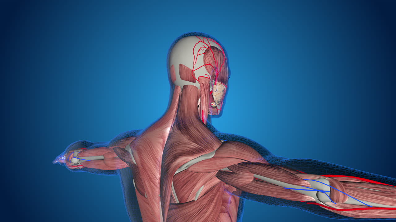 3D Human Anatomy Model - Muscles, Skeleton, and Vascular System
