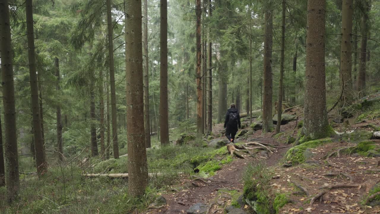 A girl with a backpack and outdoor clothing walks alone along a forest path through a wild forest