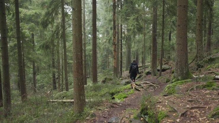 A girl with a backpack and outdoor clothing walks alone along a forest path through a wild forest