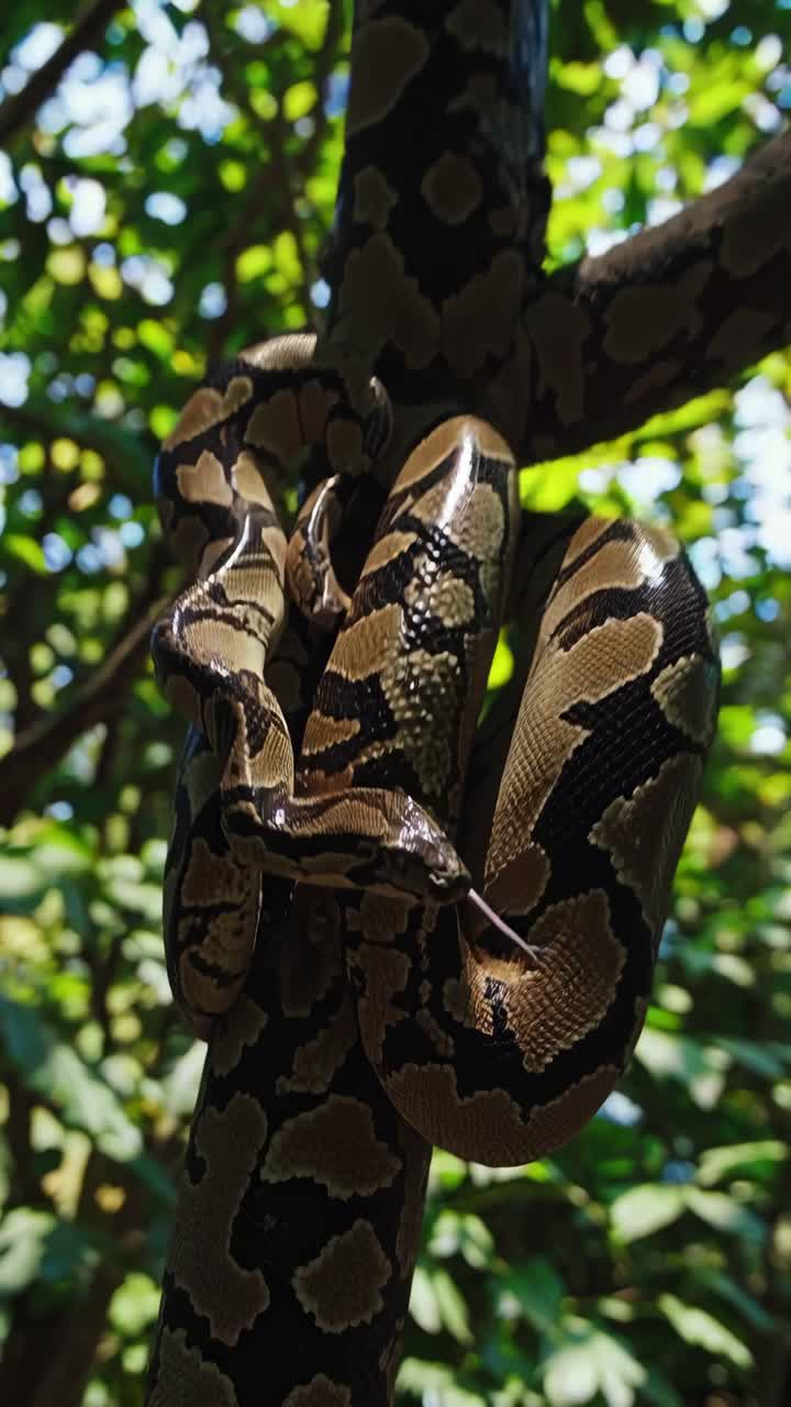 A close-up video angle captures a snake coiled around a tree branch in a lush forest