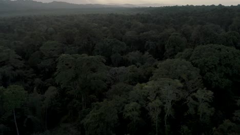 Vuelo-Cinemático-Del-Dosel-De-La-Jungla,-Que-Muestra-Una-Densa-Concentración-De-árboles