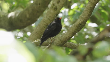 macho de pájaro negro posado en el bosque cerca de wellington, isla del norte, nueva zelanda