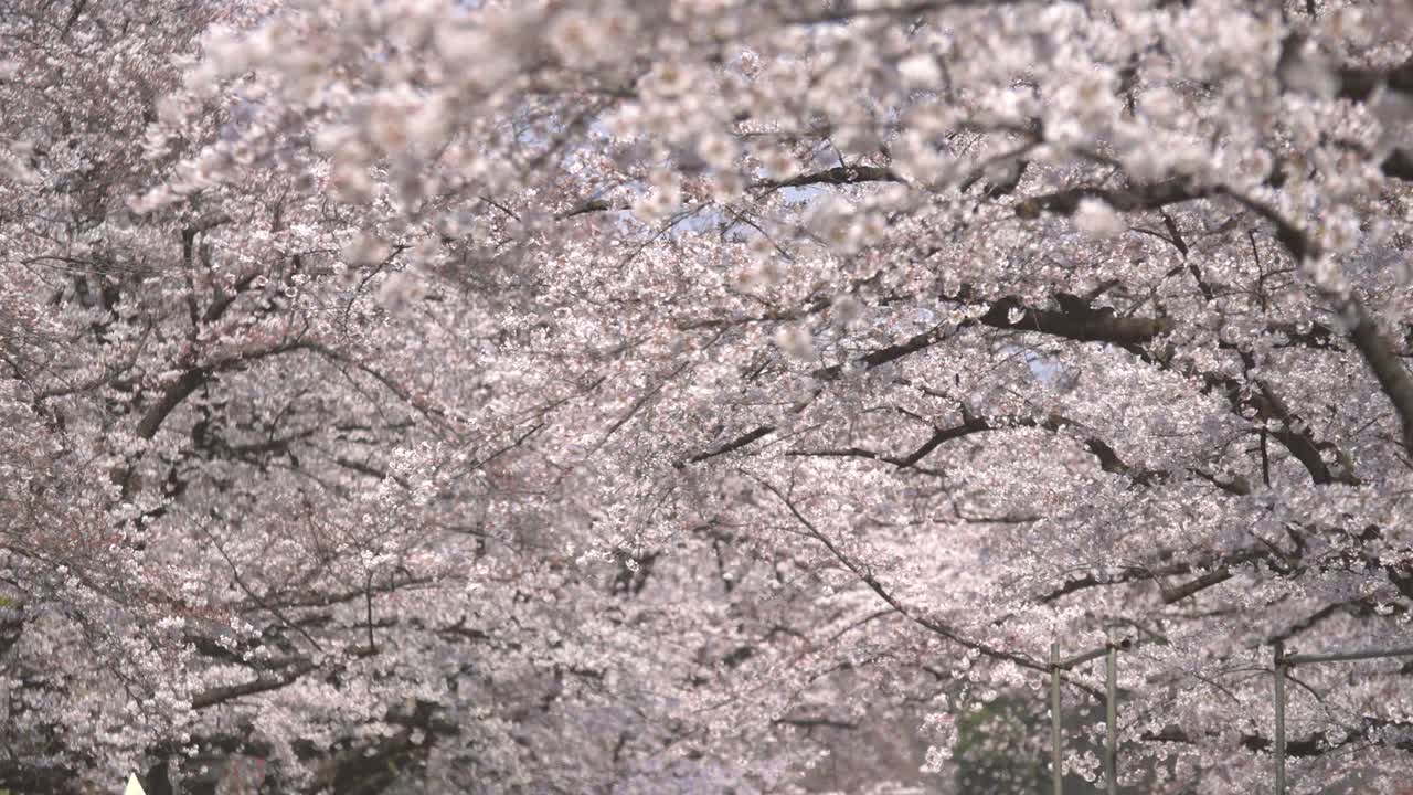 하얀 벚꽃 나무