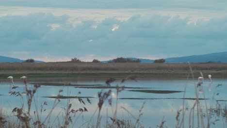 Flamingos-wide-scenic-shot-feeding-in-pond-scenic-landscape-sky-blue-hour