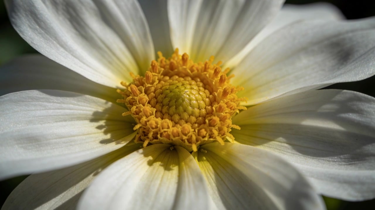 Tightening camera framing, white daisy-like flower revealing yellow disk, petals, bokeh in garden